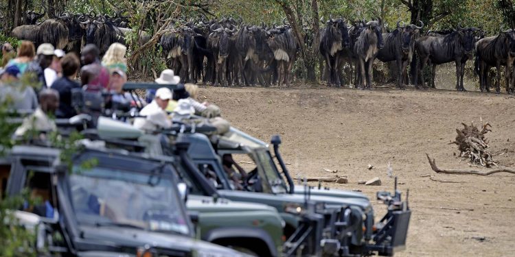 Turistler dünyanın en büyük antilop göçünü tehlikeye atıyor! 1 antilop gocu