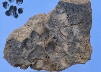 Kütahya’daki Tavşanlı Höyük kazılarında Tunç Çağı’na ait yaklaşık 4 bin yıllık köpek pati izleri ortaya çıkarıldı.